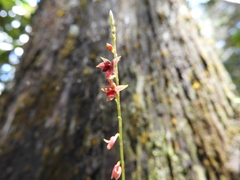 Platystele consobrina