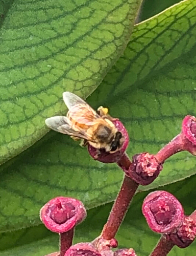 photo of Western Honey Bee (Apis mellifera)