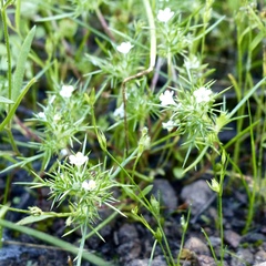 Navarretia intertexta