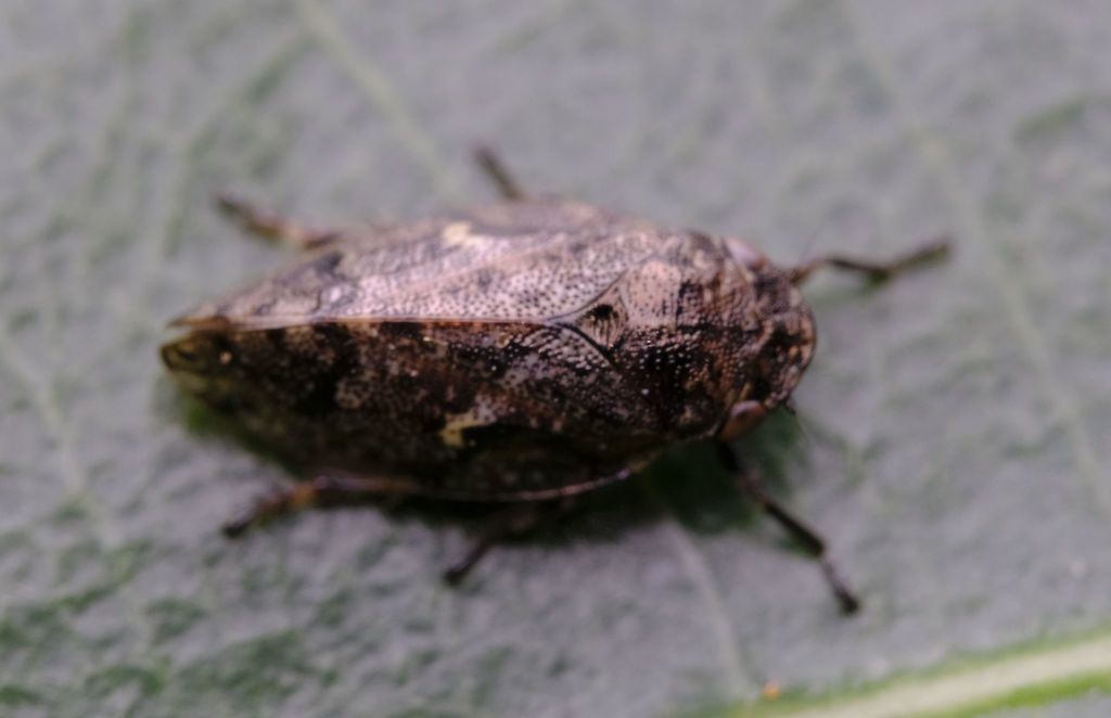 Peuceptyelus