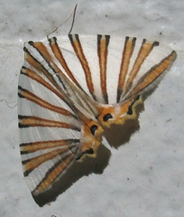 Pityeja histrionaria