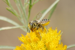 Megachiloides