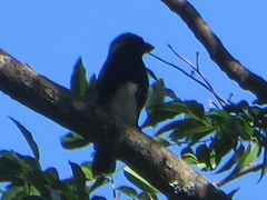 Stactolaema leucotis