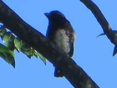 Stactolaema leucotis