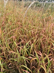 Imperata