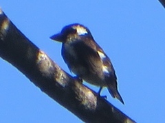 Stactolaema leucotis