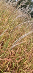 Imperata