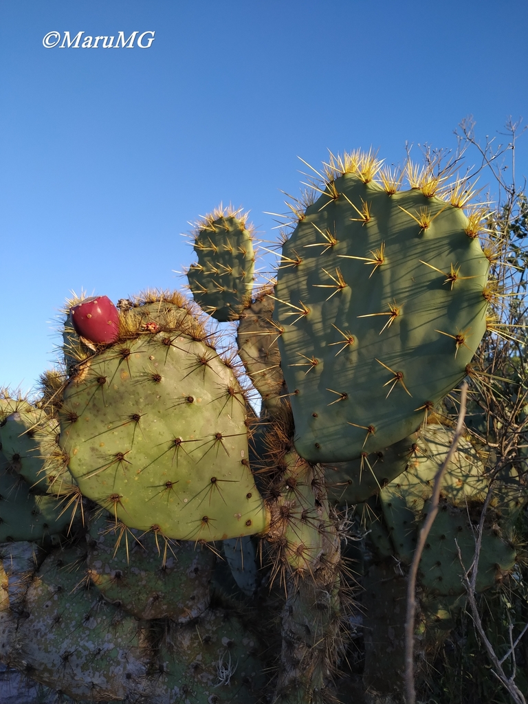 Opuntia cantabrigiensis
