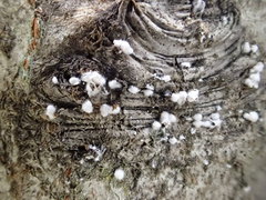 Cryptococcus fagisuga