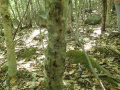 Cryptococcus fagisuga