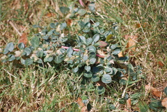 Guilleminea densa
