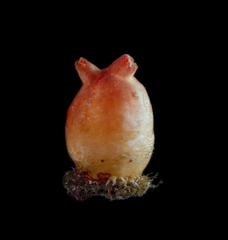 Halocynthia pyriformis