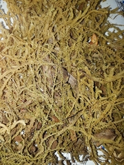 Cryptolophocolea mitteniana