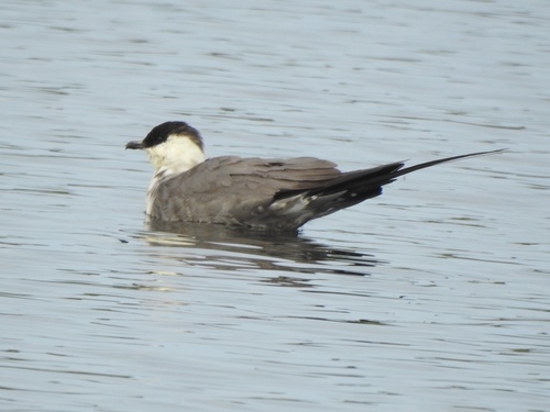 Long-tailed Jaeger