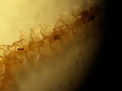 Cryptolophocolea mitteniana