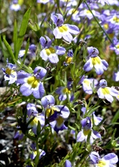 Porterella carnosula