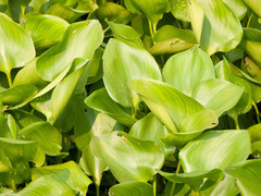 Pontederia crassipes