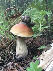 Boletus rubriceps