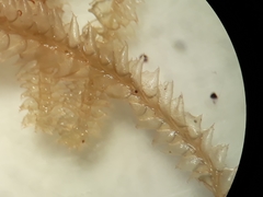 Cryptolophocolea mitteniana