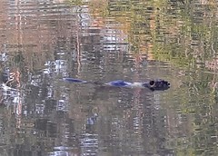 Myocastor coypus