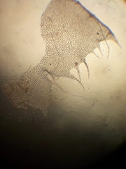 Cryptolophocolea mitteniana