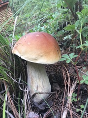 Boletus rubriceps