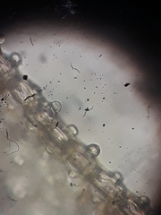 Cryptolophocolea mitteniana