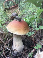 Boletus rubriceps