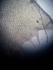 Cryptolophocolea mitteniana