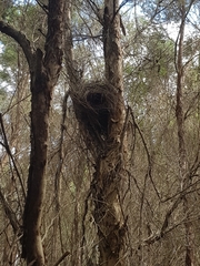 Pseudocheirus peregrinus