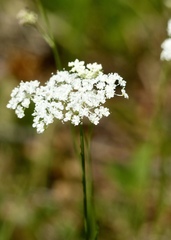 Perideridia parishii