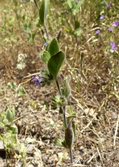 Trichostema oblongum
