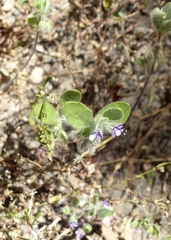 Trichostema oblongum