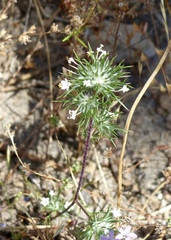 Navarretia intertexta