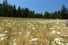 Perideridia parishii