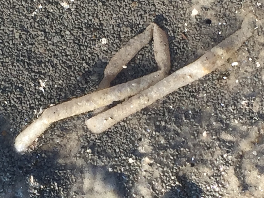 Soda Straw Worm
