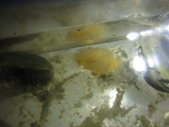 Dendrodoris citrina