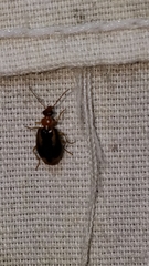 Lebia solea