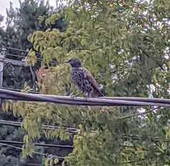 Sturnus vulgaris