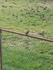 Sturnus vulgaris
