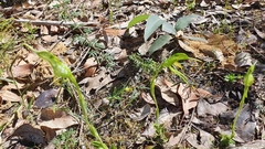 Pterostylis turfosa