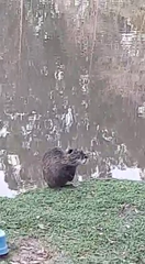 Myocastor coypus