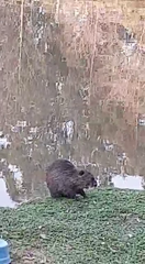 Myocastor coypus