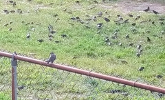 Sturnus vulgaris