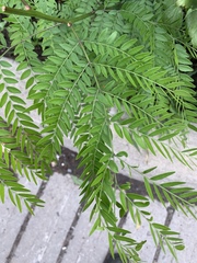 Gleditsia triacanthos inermis