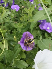 Anthidium