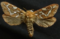 Gazoryctra hyperboreus