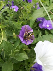 Anthidium