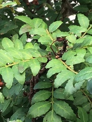 Zanthoxylum piperitum