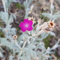 Silene coronaria